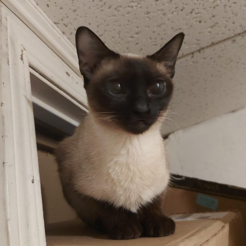 Meet your Posher, C M S